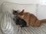 Maine Coon Dk Engbergs Aya
