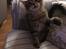 Maine Coon Dk Engbergs Aya