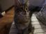Maine Coon Dk Engbergs Aya