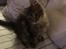 Maine Coon Dk Engbergs Aya