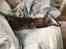 Maine Coon Dk Engbergs Aya