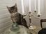 Maine Coon Dk Engbergs Aya