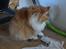 Maine Coon Timitas Danish Dynamite