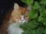 Maine Coon Timitas Danish Dynamite