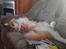 Maine Coon Timitas Danish Dynamite