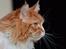 Maine Coon Timitas Danish Dynamite