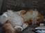 Maine Coon Timitas Danish Dynamite