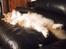Maine Coon Timitas Danish Dynamite