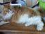 Maine Coon Timitas Danish Dynamite