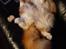 Maine Coon Timitas Danish Dynamite