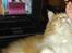 Maine Coon Timitas Danish Dynamite