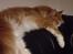 Maine Coon Timitas Danish Dynamite