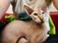 Peterbald DK Petheaven Marshmellow Rufus
