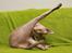Peterbald DK Petheaven Marshmellow Rufus