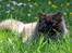 British Longhair Coco