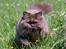 British Longhair Coco