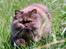 British Longhair Coco