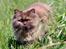 British Longhair Coco