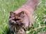 British Longhair Coco