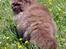 British Longhair Coco