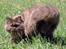 British Longhair Coco