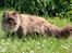 British Longhair Coco