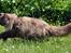 British Longhair Coco
