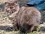 British Longhair Coco