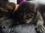 Maine Coon Mawgli