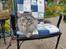 Maine Coon silver