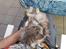 Maine Coon silver