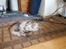 Maine Coon silver