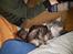 Maine Coon silver
