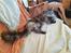 Maine Coon silver