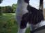 Huskat Vilma