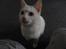 Huskat Snebold