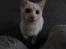 Huskat Snebold