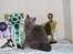 British Shorthair Guddi(Petrines Gurli)