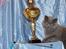 British Shorthair Guddi(Petrines Gurli)