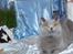 British Shorthair Guddi(Petrines Gurli)