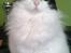 Tyrkisk Van Cadi Van Kedi von Alexis - Cadi 14½ år 16.11.2016