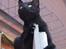 Huskat Bent Miau
