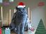 British Shorthair Guddi(Petrines Gurli)