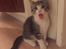 Huskat Villy