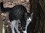 Huskat Villy