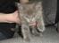 Maine Coon Blackangel's Magby