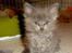 Maine Coon Blackangel's Magby