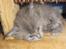 Maine Coon Blackangel's Magby