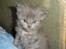 Maine Coon Blackangel's Magby