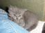 Maine Coon Blackangel's Magby